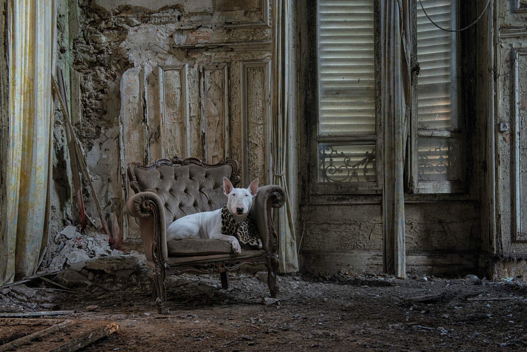 廃墟と犬 ファーベックス 犬と出かける都市探索 アリス ファン ケンペン クレア Alice Van Kempen Claire 金井真弓 本 通販 Amazon