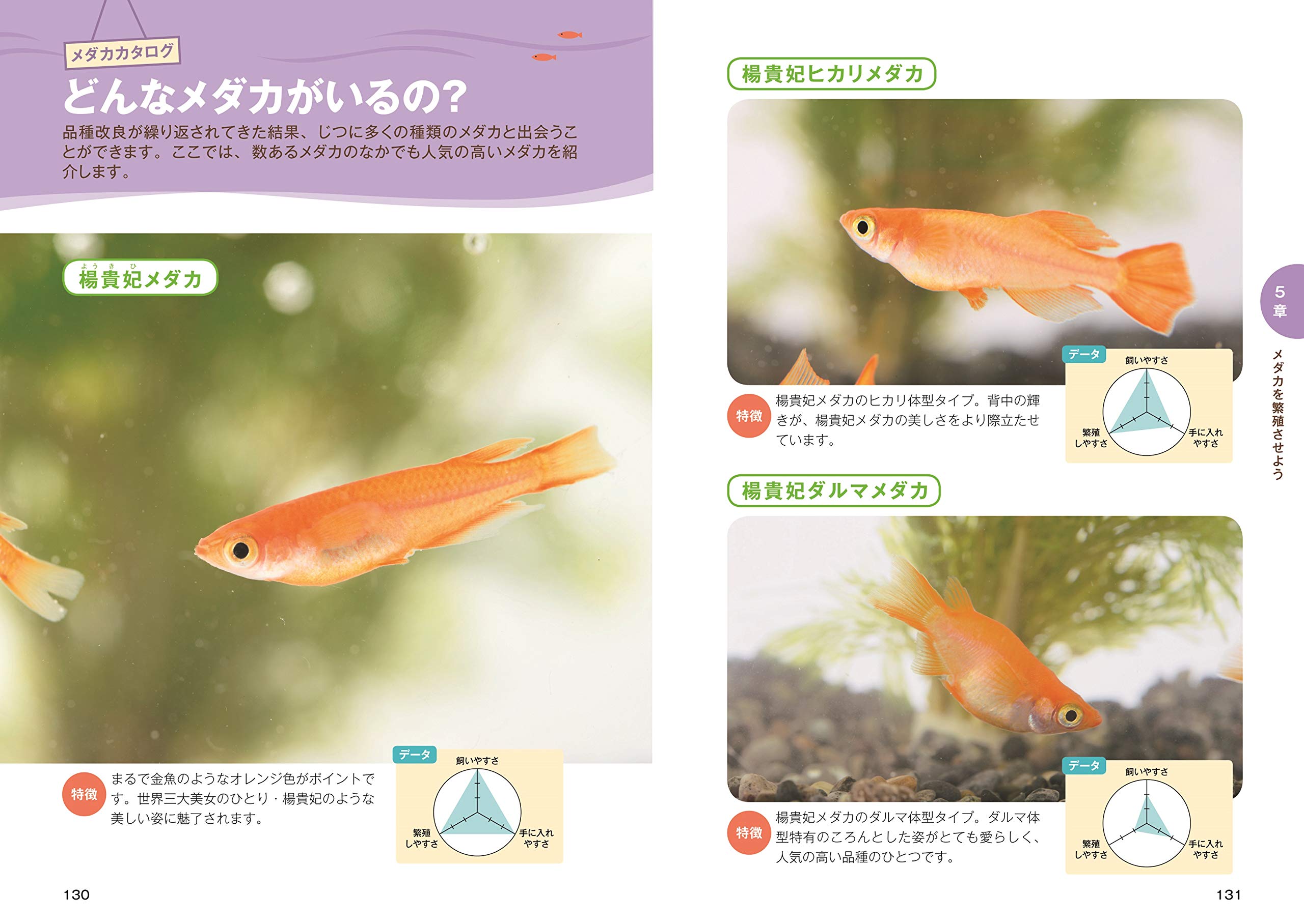 メダカ生活はじめませんか 馬場浩司 本 通販 Amazon