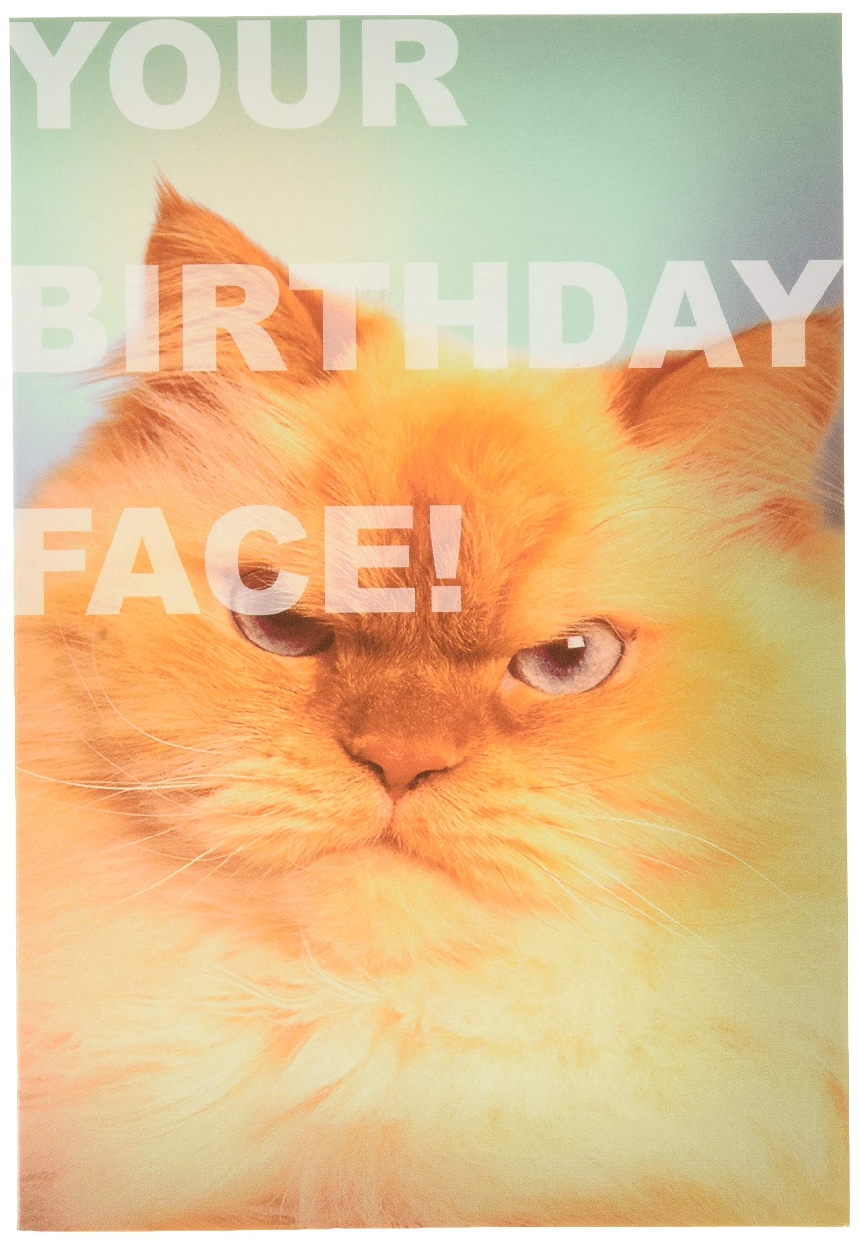 Hallmark Shoebox Collection Birthday Card - Funny Photographic Angry Cat Design