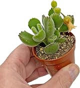 SID 5 Succulent Starter Plant Collection Indoor Cacti Terrarium Plants view 8