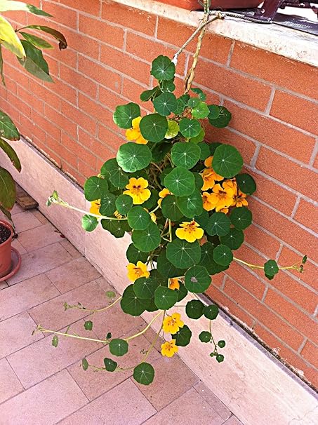 Creative Farmer Flower Seeds : Nasturtiums Hanging Coir Basket Hybrid Seeds Live Plant Seeds (8 Packets) Garden Plant Seeds