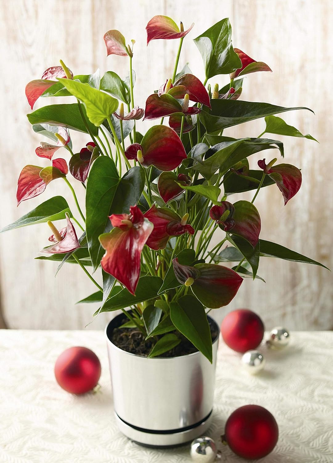 Flamingo Flower House Plant Evergreen Exotic Easy to Grow Indoors