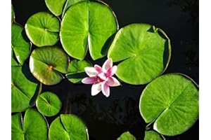 CZ GRAIN Lily Pad Plant Root Stock for Growing - Great Aquatic Feature, Bowl Bonsai, Aquarium Koi Pond or Large Pond, Water Lily Plant for Planting (1 Lily Pad Plant)