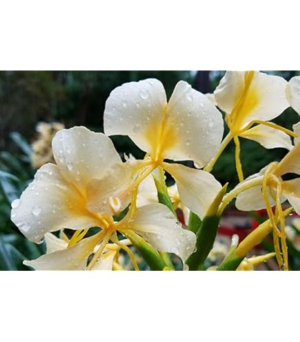 Amazon.com : Fragant - Butterfly Bush - White Ginger Flower