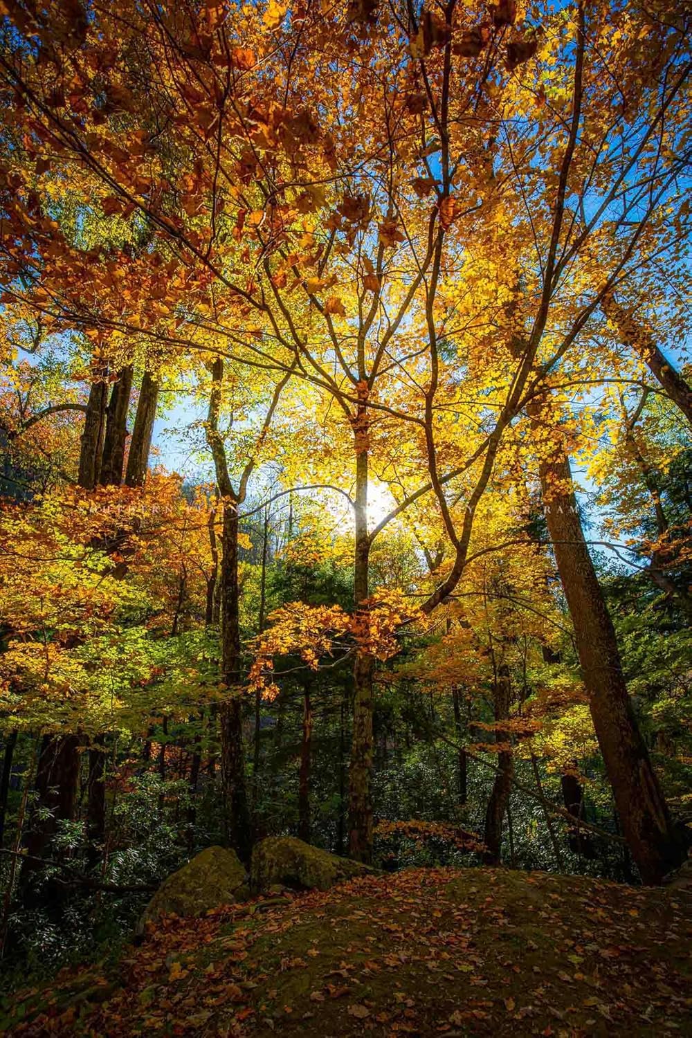 Photographs - Forest Photography Print (Not Framed) Vertical Picture of Leaves Illuminated by Sunlight on Autumn Day in Great Smoky Mountains Tennessee Tree Wall Art Nature Decor (8