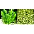 Hornwort + Duckweed (Beautiful Green Surface floatig Plants) - 2 Types of Easy/Beginner Live Aquarium (Pond) Plants - Great Selection for Small, Mini-, Nano Tanks BUY2GET1