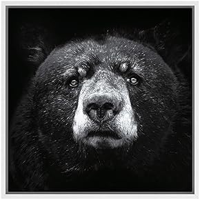 SIGNWIN Framed Canvas Wall Art Grizzly Bear Animals...