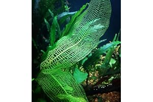 MAINAM (Aponogeton Madagascar Lace) Live Aquarium Plant Bulb Aponogeton Boivinianus | Capuronii | Madagascar Lace | Ulvaceus and More!