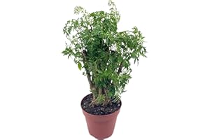 BubbleBlooms Aralia Ming Bonsai Stump Plant Polyscias fruticosa in a 4 inch Pot