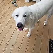 member's mark grain free dog treats