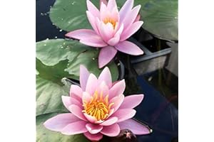 Chalily Water Lily Aquatic Plants Live Lilies Real Small or Big Pond Plant Lilly Ponds Cold Hardy Pads Grow waterlillies Flowering rhizomes Outdoor lilys Waterlily Lillies pre Grown lillys pad Pink