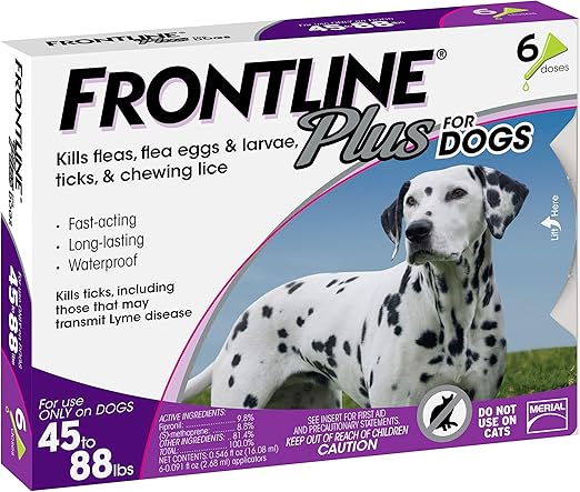 chihuahua lab mix puppies for sale