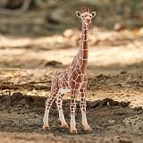 Schleich Wild Life Giraffe Toy 14750 - Realistic 7" Animal Figurine for Ages 3+ view 7