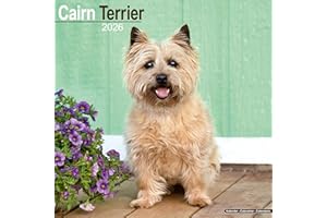Cairn Terrier 2026 Calendar | Square Wall Calendar | Dog Breed Gift | Plastic Free Packaging | by Avonside Publishing