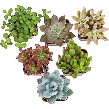 Amazon Best Sellers: Best Cacti & Succulent Plants