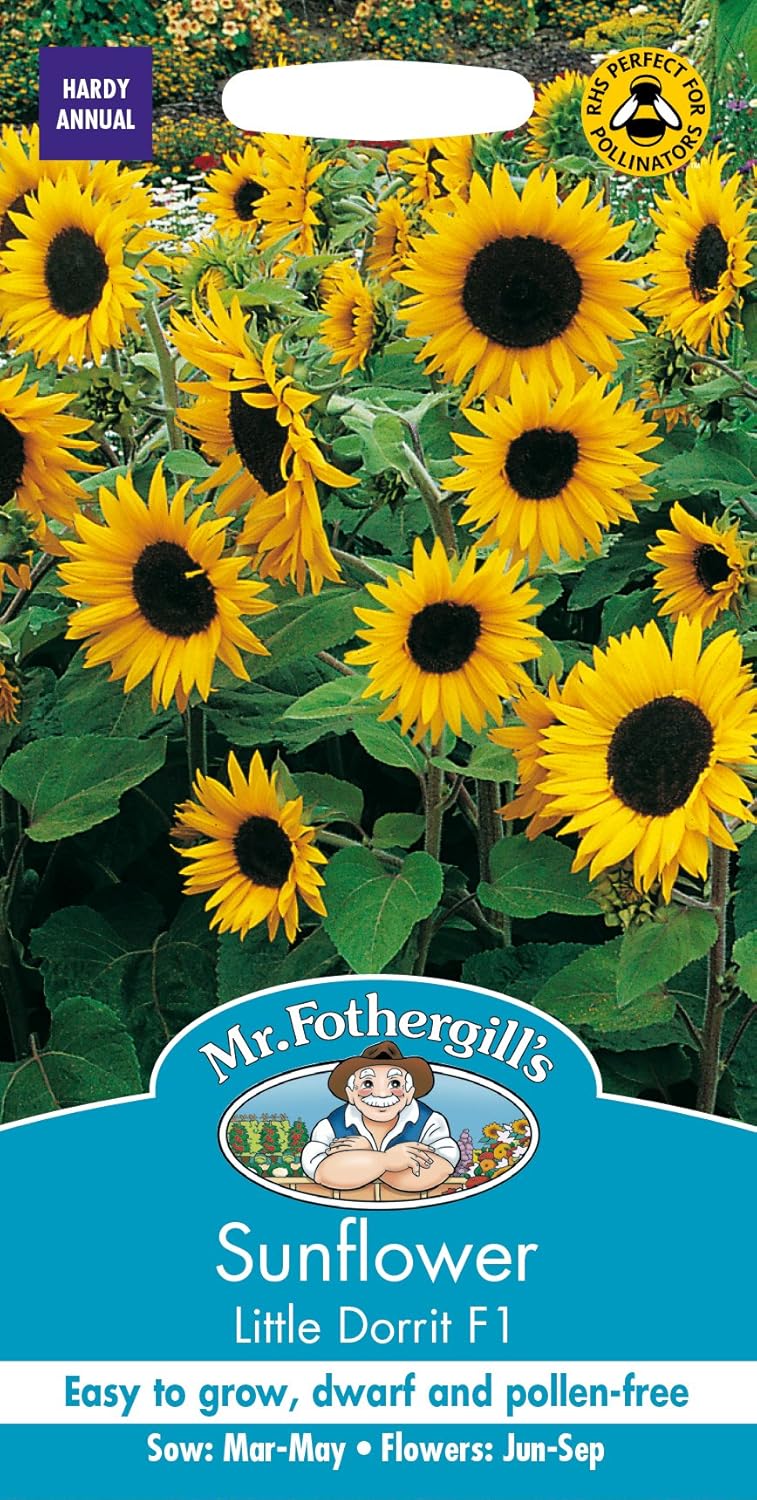 Mr. Fothergill's Little Dorrit F1 Sunflower Seeds Amazon.co.uk Garden