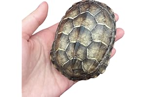 CLLOEAT Wholesale 1/2/3/5/10 pcs Taxidermy Real Animals Skulls, Real Bones Specimen, Supplies Art Bone Vet Medicine 1:1 Animal Bones (10pcs,Turtle Shell)