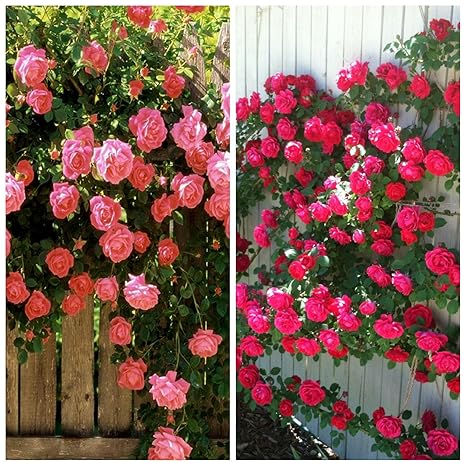 BEE Garden (2 Packs) Climbing Rose Flower Seeds Combo of (Coral Pink, Red)