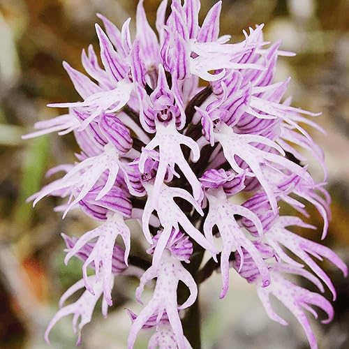 Naked Man Orchid Seeds Orchis Italica, Italian Orchid Fascinating