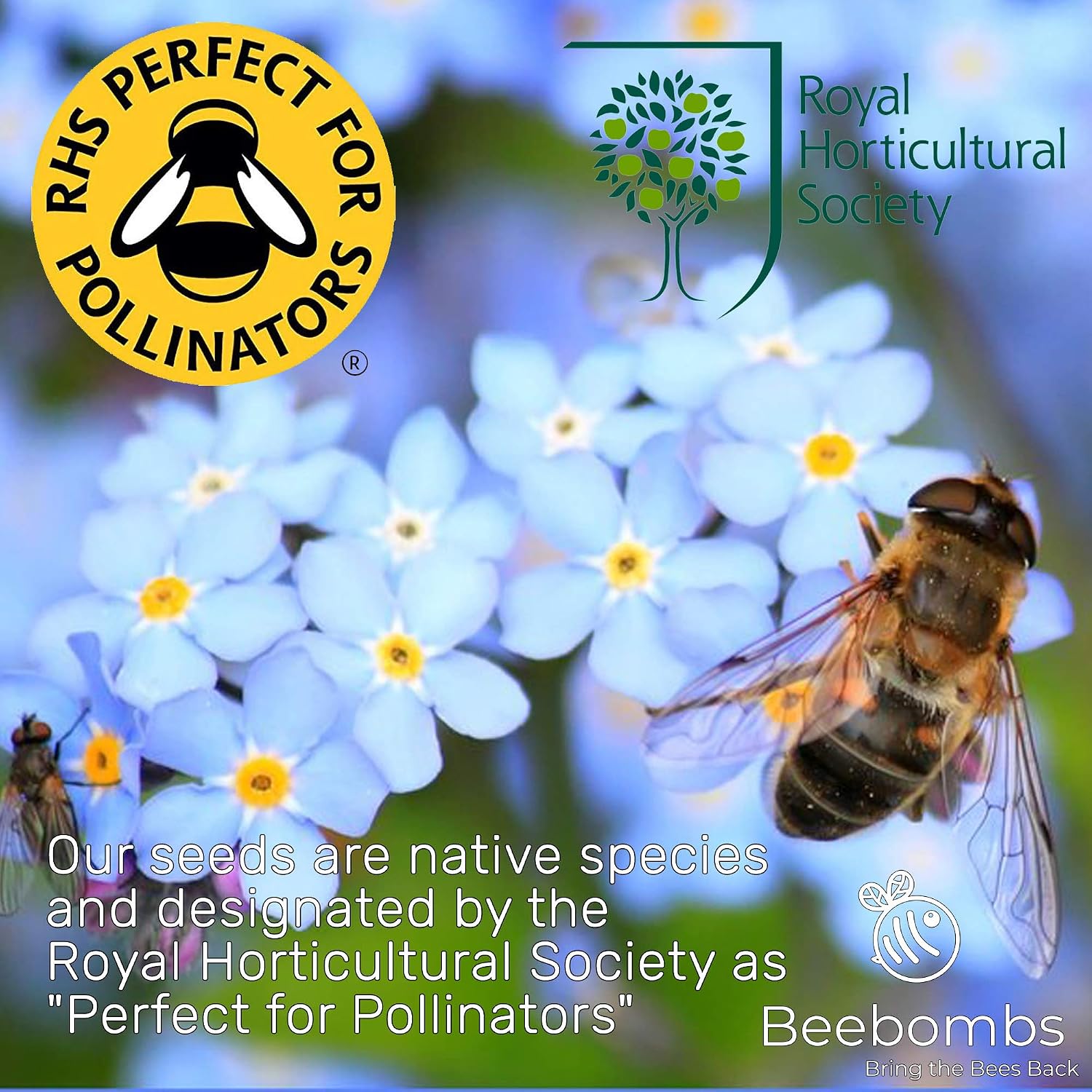Official Beebombs Wild Flower Seeds UK Native Mix, Handmade in Dorset Wildflower Meadow Seed Balls, Bee Gifts - Image 4