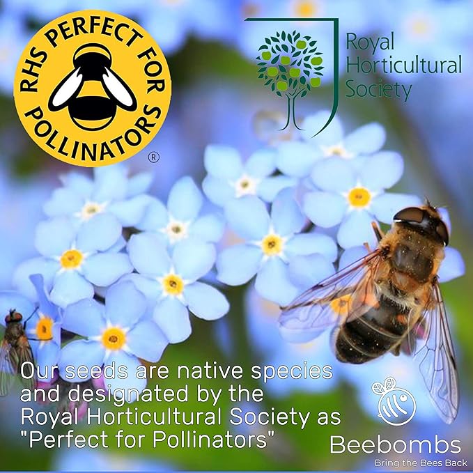 Albondigas Nativas De Flores Silvestres Hecho A Mano En Dorset 1 Paquete De Beebombs Proporciona 21 Pies Cuadrados De Pradera De Flores Silvestres Amigable Con Las Abejas Amazon Es Jardin