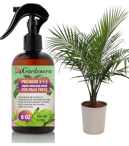where can i get a snake plant Buy Our Sansevieria Robusta, Snake Plant