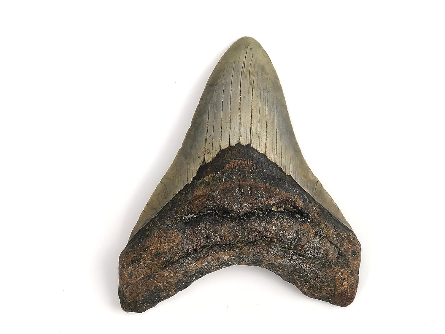 Authentic Massive Megalodon Shark Tooth - 212.4 Grams
