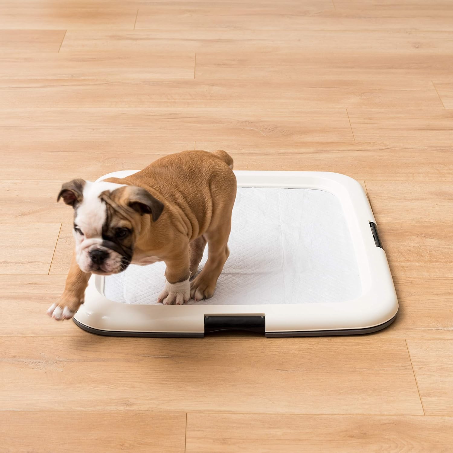 IRIS'-Sq Square Pet Training Pad Holder, Dark Gray : Pet Supplies