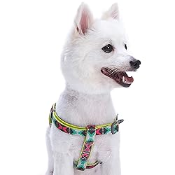 Blueberry Pet 2 Colors Soft & Comfy Step-in