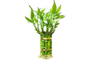 YAGALIGA Lucky Bamboo Plants Live Indoor (10 Stalks, 6 Inch) - Fresh House Plants for Office Desk, Home Decor, for Positive Energy, Prosperity & Easy Care