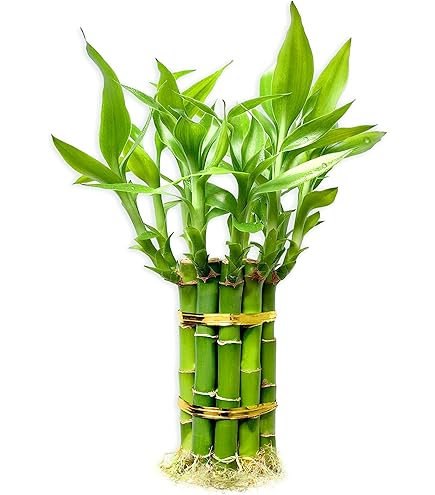 philodendron glad hands Philodendron Glad Hands Plant - Exotic Green Foliage main image 0