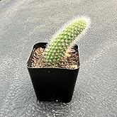 Rare Cactus Plants, 2" Monkey Tail Cactus, Easy-Care House Plant | Live Succulent Cacti Plant Fully Rooted in Grower Pot, for Home Office Decor, Low Maintenance