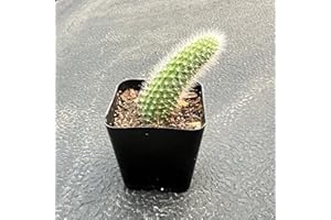 THE NEXT GARDENER.COM Rare Cactus Plants, 2" Monkey Tail Cactus, Live Succulent Cacti Plants Fully Rooted in Grower Pots, Easy Care House Plant