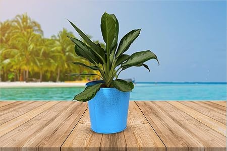 HINS Skyblue Bucket Plant Pot For Indoor & Outdoor Gardening Metal Pots For Indoor Plants I Elevated Garden Planter I Raised Planter I Desk Plant I Raised Planter Box I Ascent Homes Metal Planter I Raised Planter Box With Legs I Brass Pots For Indoor Plants I Golden Planter I Mid Century Plant Stand I Brass Planters For Indoor Plants I Indoor Plant Stand For Living Room I Metal Planters Pot For Indoor Plants designer pots for indoor plants
