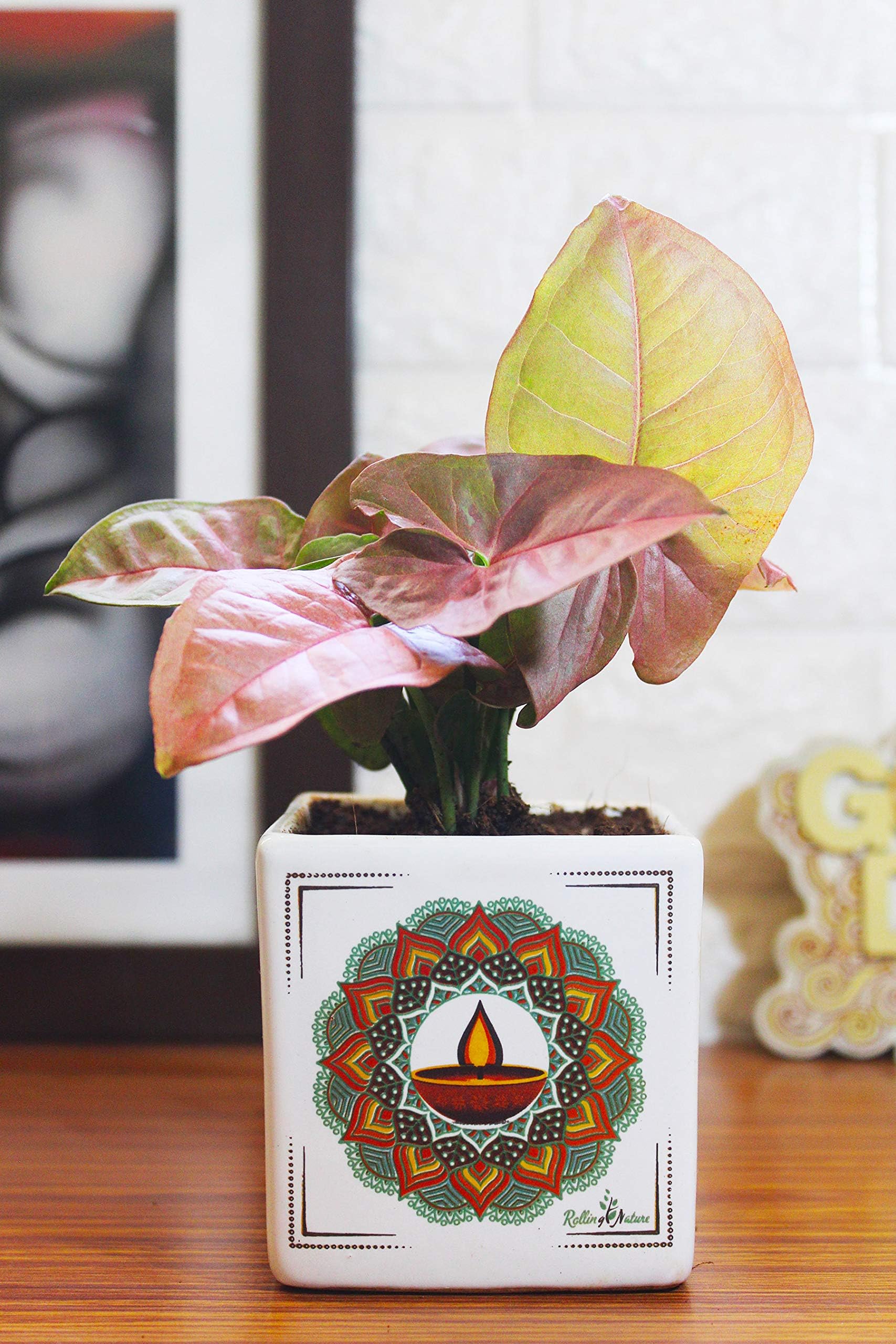 Rolling Nature Air Purifying Good Luck Syngonium Pink Plant in White Square Mandala Divine Ceramic Pot