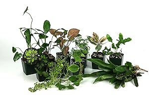 Josh's Frogs 55 Gallon Tropical Vivarium Plant Kit