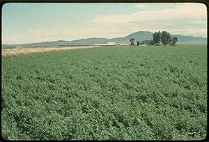 Amazon.com: 5 lbs. Alfalfa (Vernal) Seed, Wildlife Food Plot, Cover
