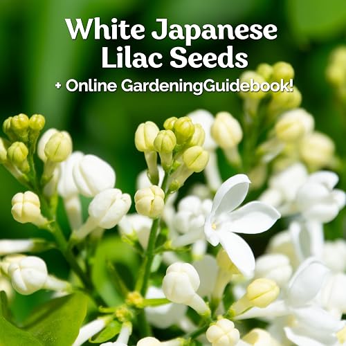 lily flower seeds Chocolate Lily  10 Seeds