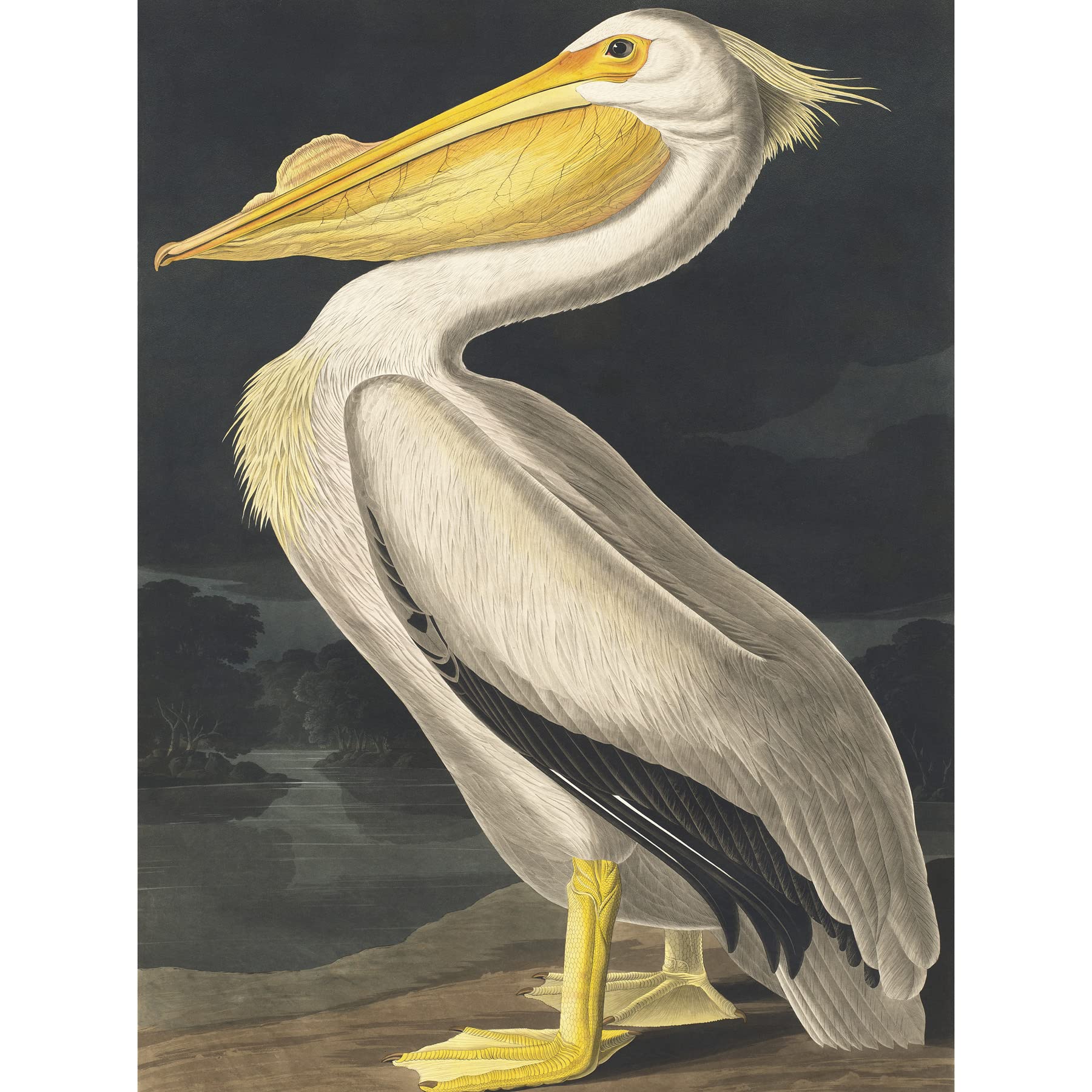Wee Blue Coo John James Audubon Style Pelican Bird Vintage Detailed Illustration Unframed Wall Art Print Poster Home Decor Premium