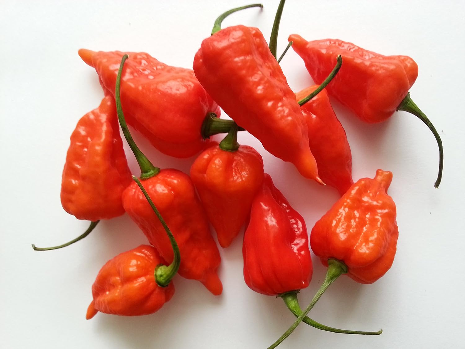 CPP Naga 'Ghost Pepper' Bhut Jolokia Chilli Seeds 10 Seeds Amazon.co