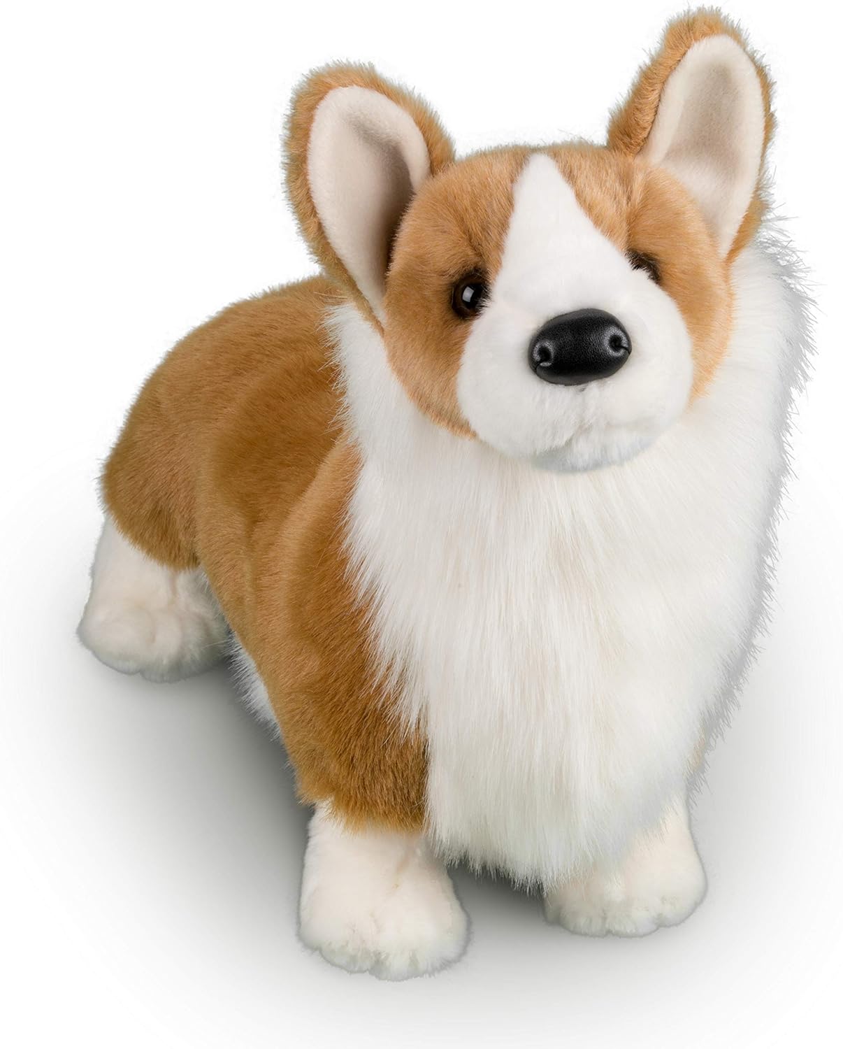 chadwick corgi