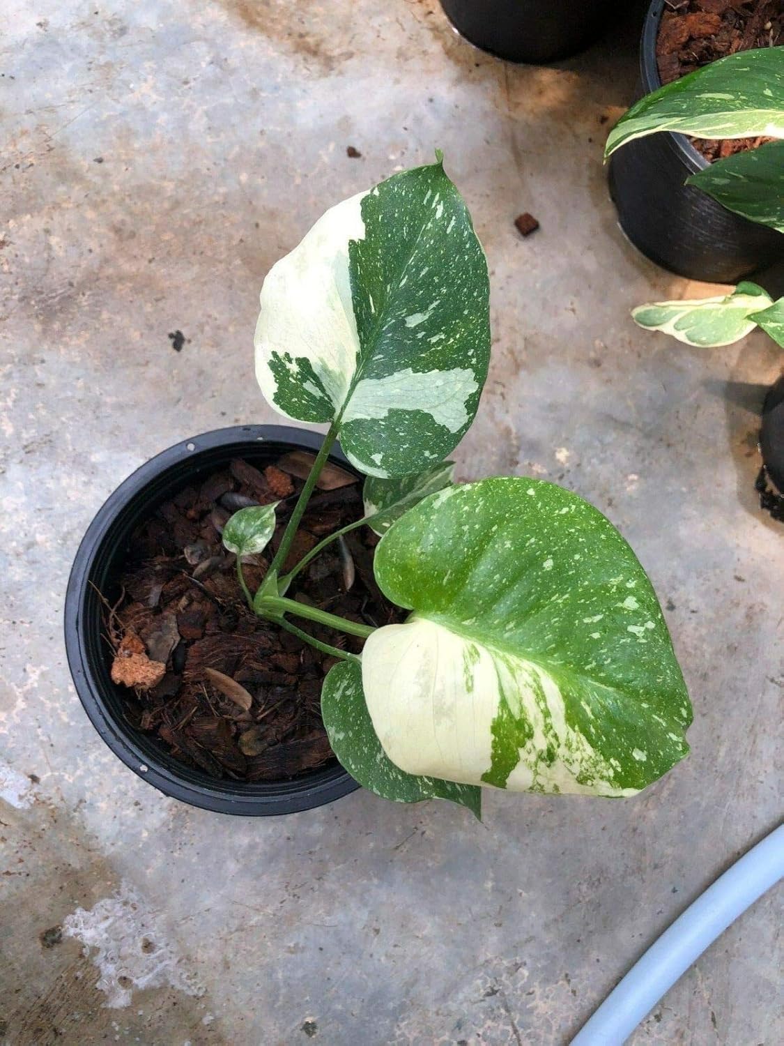 Monstera Thai Constellation Changed Leaves Green Condo 1 H 16 Cm By Farmerly Amazon De Garten