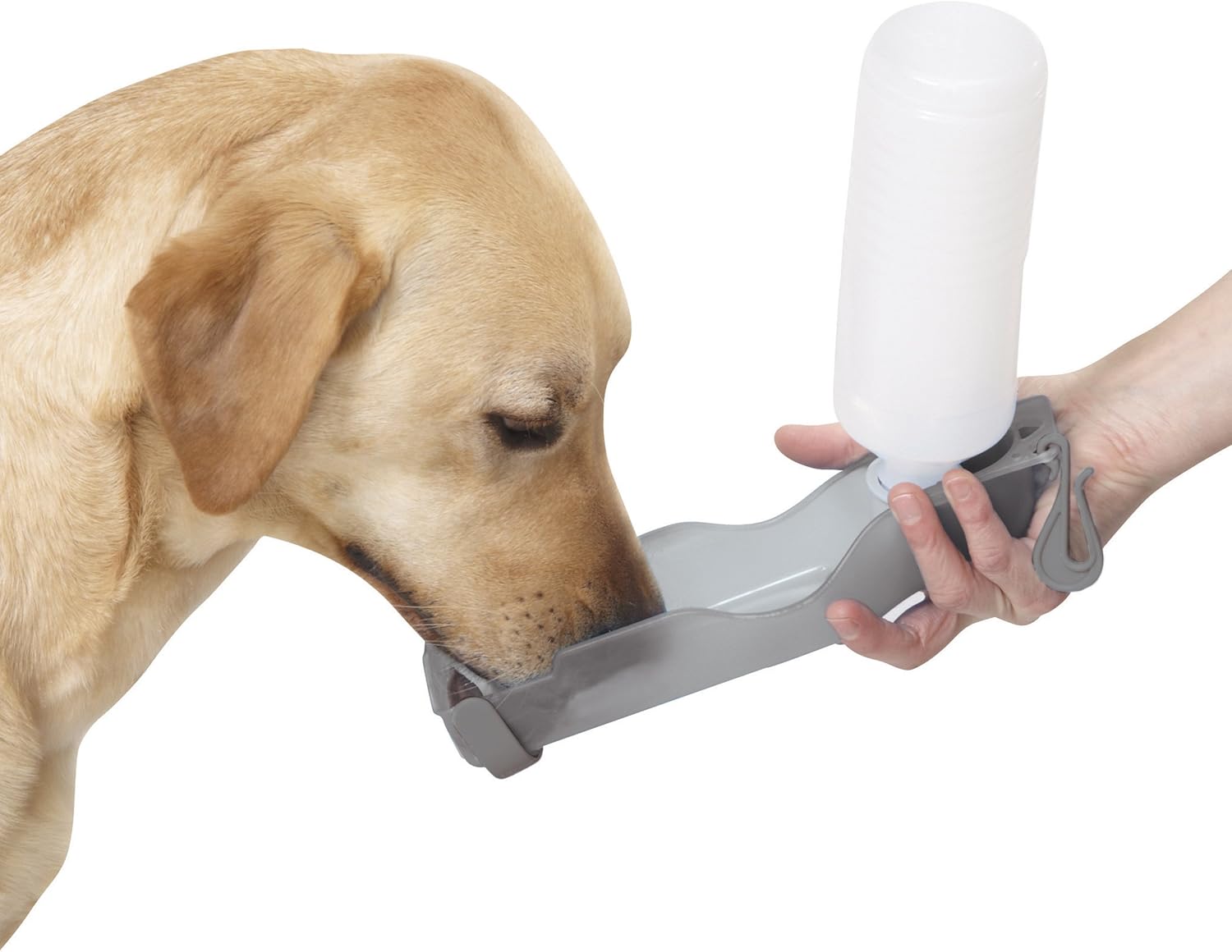 water walks for dogs near me