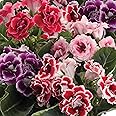 Outsidepride Gloxinia Seeds - 25 Pcs. Perennial, Easy to Grow & Low Maintenance, Flower Seeds for Planting Floriferous, Vibrant Mixed Blooms, Great for Shaded Gardens & Cut Flower Arrangements