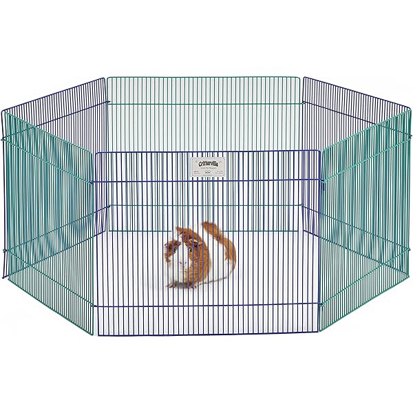 chocolate and blue french bulldog