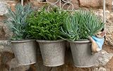 Pot Buddies Beatrix Potter Peter Rabbit Climbing Plant Pot Hanger view 7