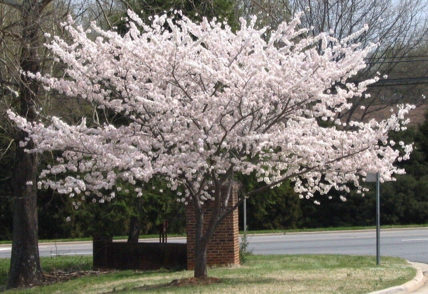 Details About Yoshino Flowering Cherry Tree