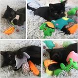 Onebarleycorn Catnip Toys 12 Pack Cat Toys Indoor Outdoor Plush Crinkle Balls view 6