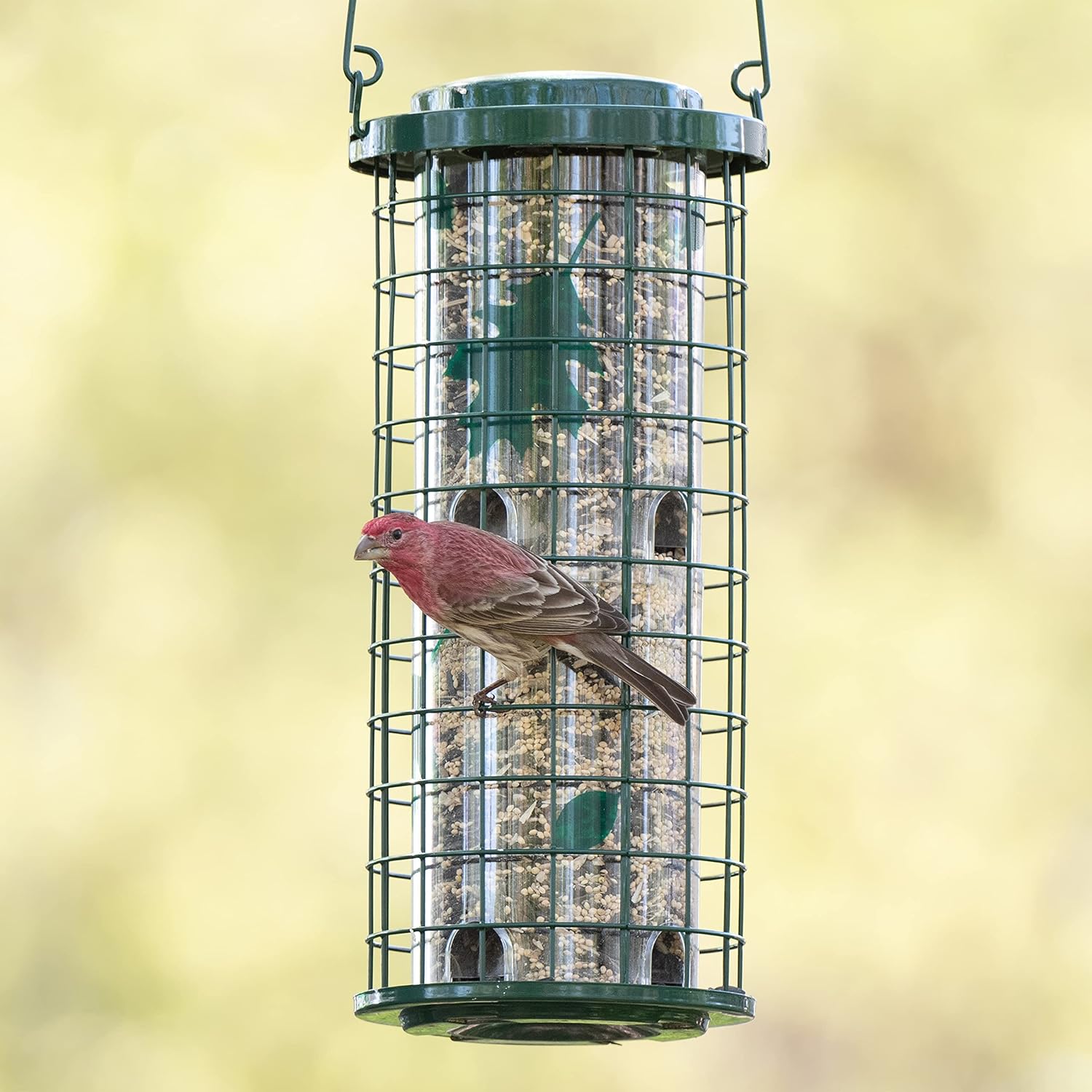 Perky Pet 114G Squirrel Stumper Wild Bird Feeder, Green : Garden & Outdoor