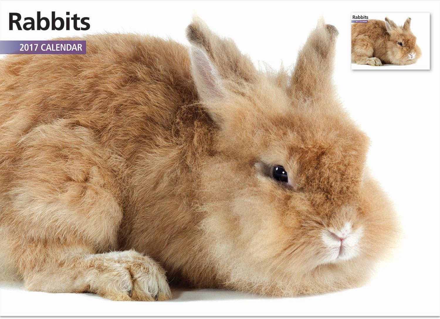 Rabbits A4 2017 Calendar & Steel Amazon.co.uk Office Products